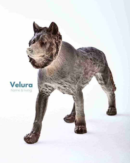 Börü (Kurt) Aksesuar